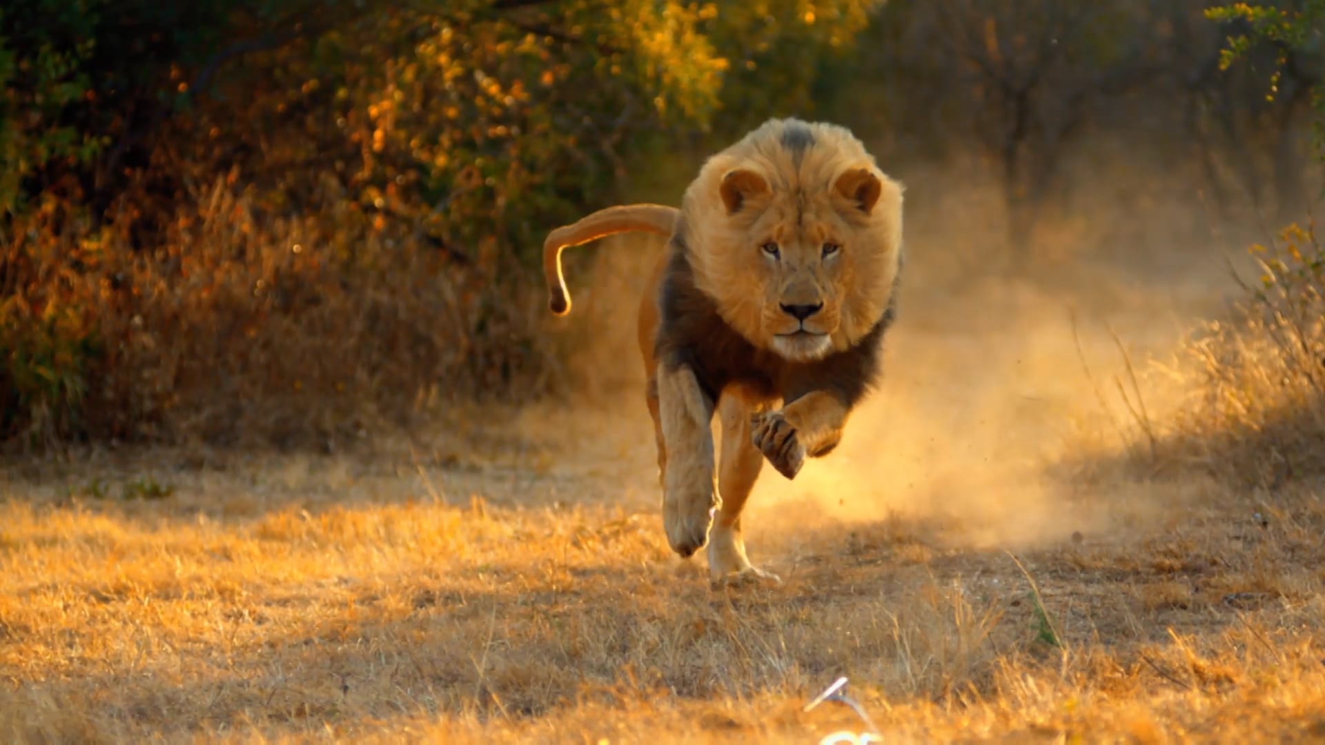 THE FEARLESS LION HAS TO SHOW THE JACKALS WHO'S IN CHARGE