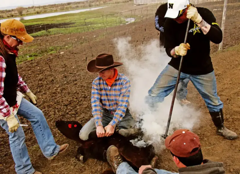 Ranch hands hold down a calf while a cowboy presses a smoking branding iron to its hide
