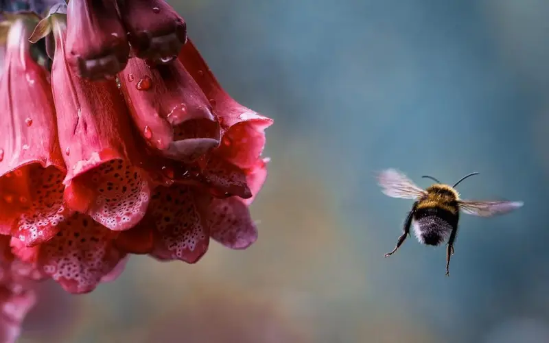 A bumblebee in flight beside a pink foxglove flower dotted with raindrops